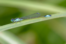 Ischnura elegans
